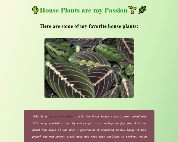 megan-houseplant-project